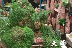 济南假山石盆景